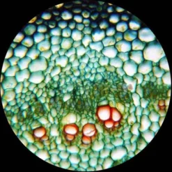 40X To 2500X Binocular Compound Microscope With Digital Camera And Interactive Software - AmScope -OUTSUNNY Sales GUEST 38824544 ec98 449c 8e69 f5135eef9f02