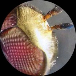 Kids' Portable Battery Powered Stereo Microscope With Dual LED Lights - AmScope -OUTSUNNY Sales GUEST ac5cac94 cd14 4953 b5d4 6e52d75ebb9a